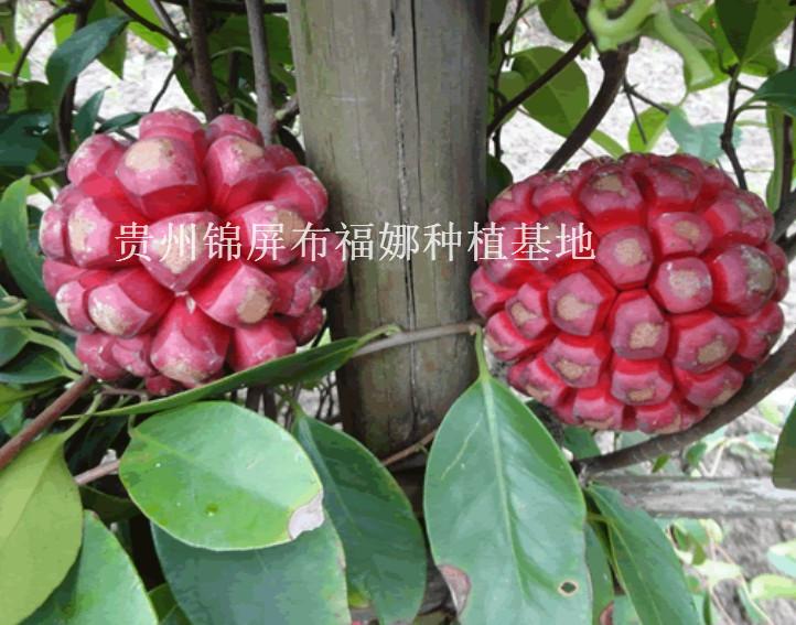 供应贵州菠萝葡萄果苗育苗基地，菠萝葡萄种植技术，菠萝葡萄果苗批发