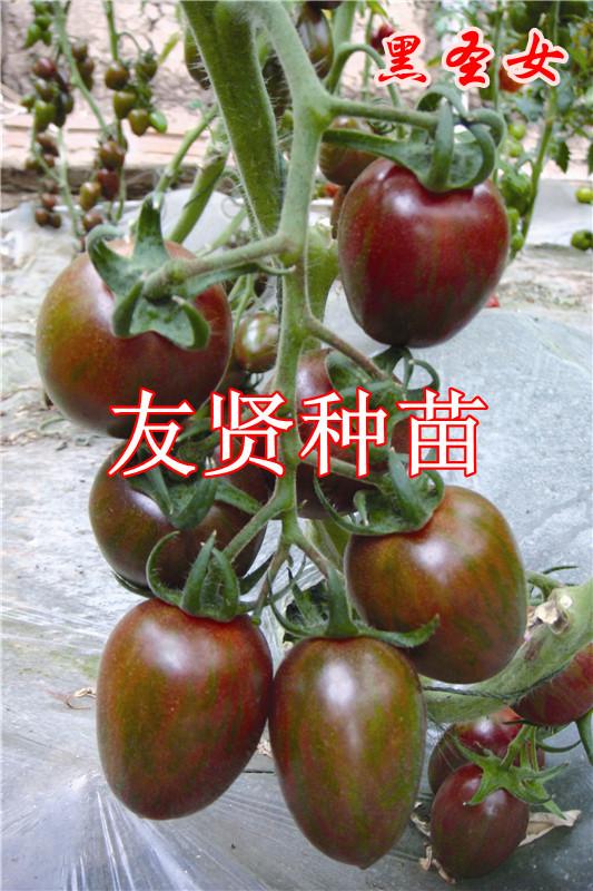 友贤-黑番茄种子