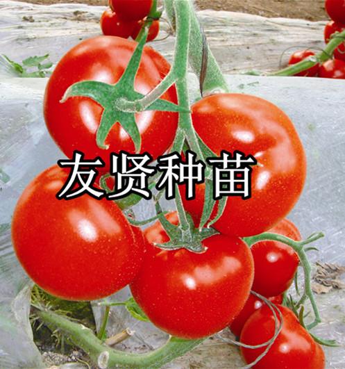 欧迪-大番茄种子