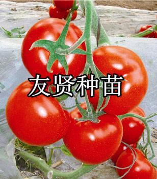 红果大番茄种子批发