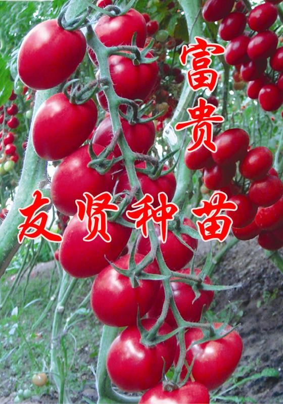 樱桃番茄种子-富贵