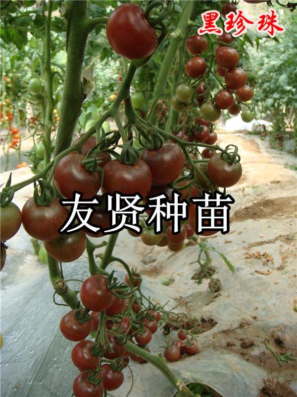 寿光最大的五彩番茄种子销售厂家，有贤种苗批发黑番茄种子图片