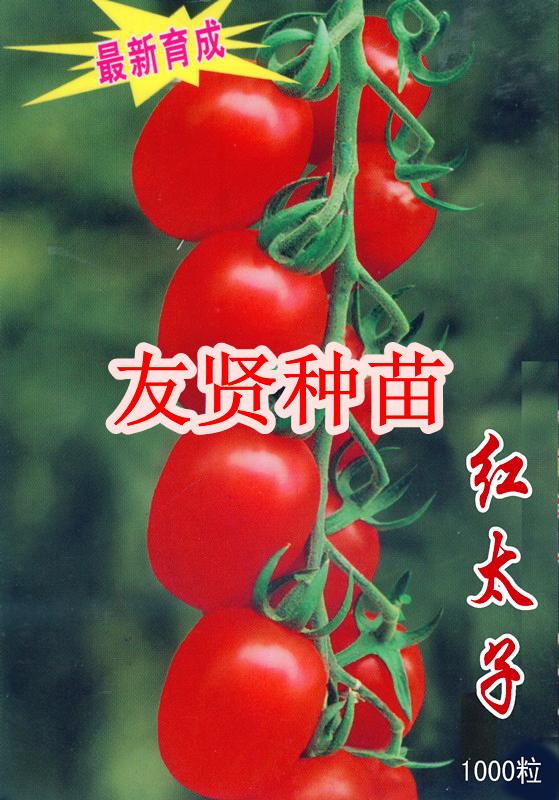 小番茄种子-红太子