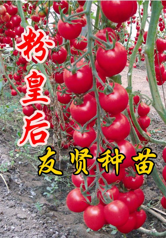 友贤樱桃番茄种子-粉色樱桃小番茄种子