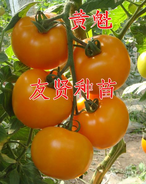 黄魁 大番茄种子