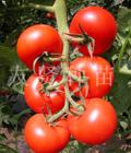 【抗病】进口西红柿种子/最好的西红柿种子就选寿光寿光友贤种业图片