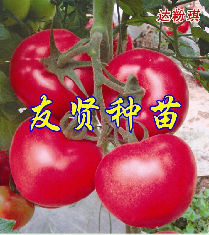 最好的番茄种子—山东寿光友贤种苗有限公司
