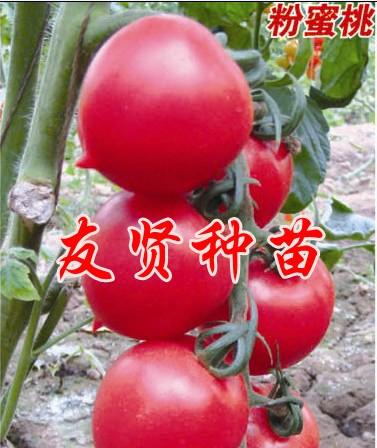 小番茄种子-粉蜜桃图片
