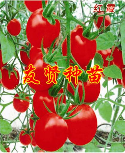 友贤-樱桃西红柿种子