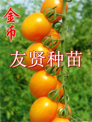 西红柿种子-金丽