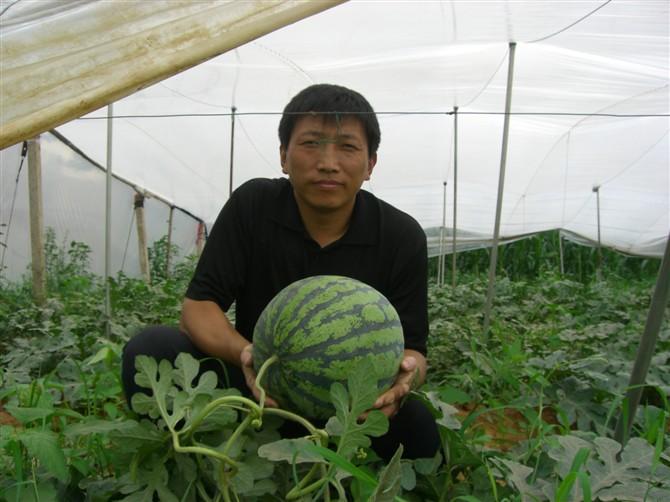 供应天津西瓜种子种植基地