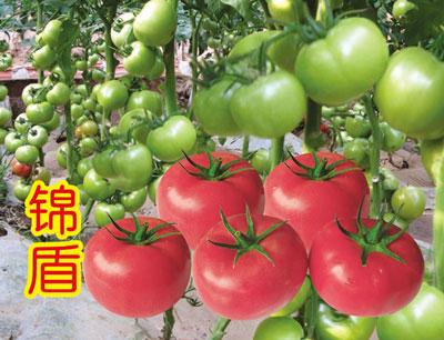 锦盾F1粉果番茄种子 锦盾F1粉果番茄种子种苗