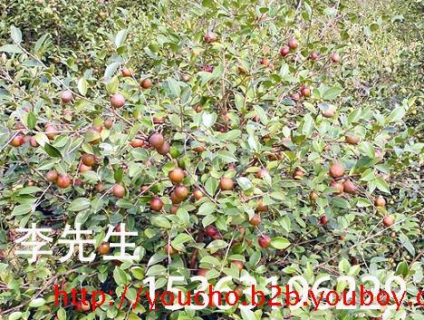 15公分的油茶树油茶苗直径15公分的油茶树，带60公分土球，高度3米，60公分以上分