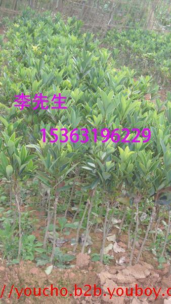 茶花，冠幅200公分以上四季红山茶花四季杜鹃红山茶花盆装苗