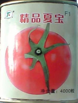 供应精品夏宝番茄种子