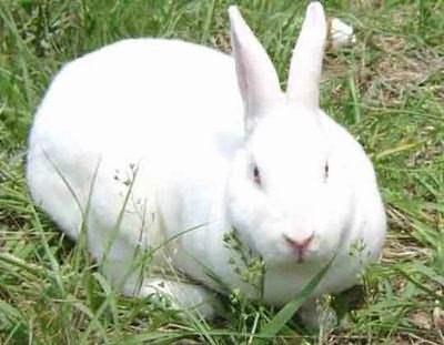 供应邯郸优良獭兔兔种邯郸养兔邯郸獭兔养殖图片