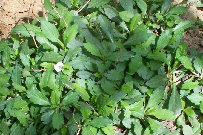 供应沛县马兰头种苗/马兰/野菜种子/野菜种苗