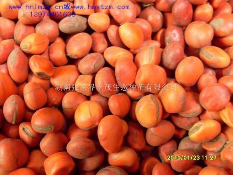 供应鄂西红豆种子