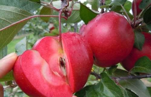 供应瑞士红色之爱苹果苗