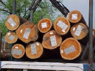 供应常州木材进口报关代理图片