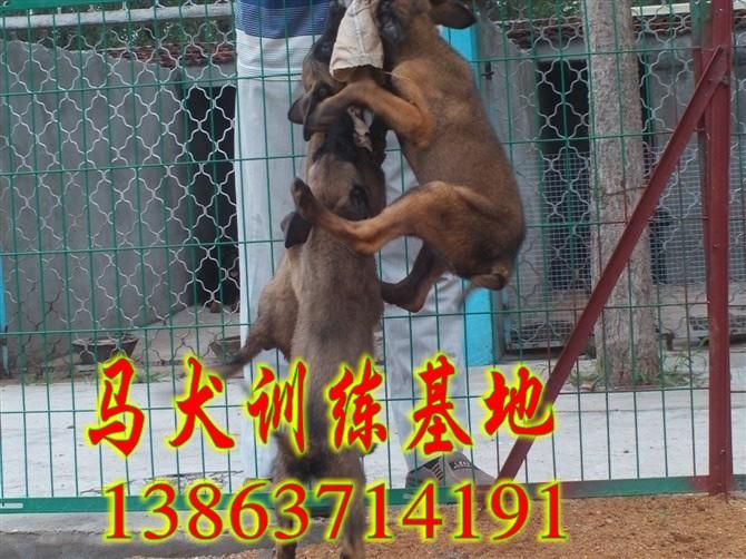 供应贵州什么地方有卖马犬的山东马犬训练基地