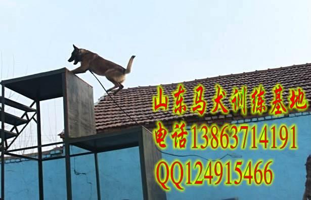 供应广东什么地方有卖马犬的山东马犬训练基地