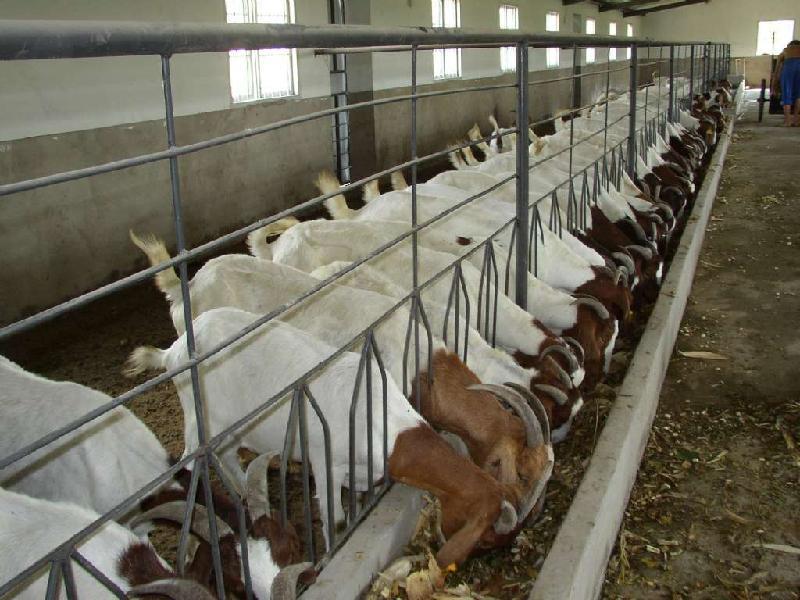供应波尔山羊养殖技术肉羊价格分析