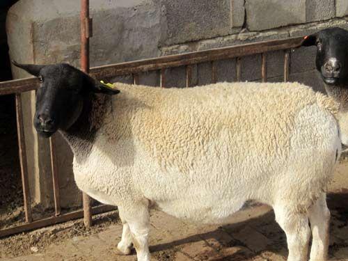 济宁市牛羊养殖技术波尔山羊厂家供应牛羊养殖技术波尔山羊