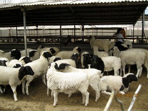 养牛技术羊羊基地波尔山羊养殖批发