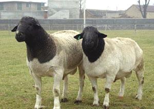 波尔山羊养殖技术肉羊价格分析批发