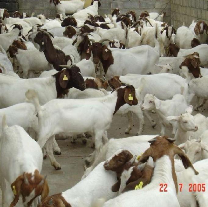 肉羊品种山东牛羊供种基地批发