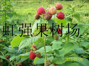 白山市吉林省树莓苗占地树莓苗虹强树莓苗厂家