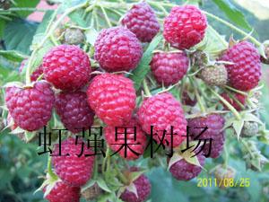 供应广西树莓苗树莓种植占地树莓苗
