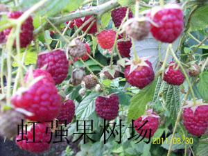 供应贵州树莓苗树莓好品种低价出售
