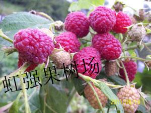 供应陕西树莓苗树莓价格灯笼果种苗