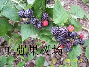供应树莓发展树莓药用价值浙江树莓湖南树莓苗北京树莓苗树莓种植