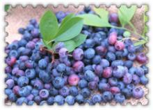 供应贵州树莓苗树莓好品种低价出售