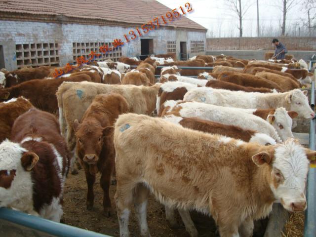 供应贵州肉牛养殖场肉牛犊多少钱一头