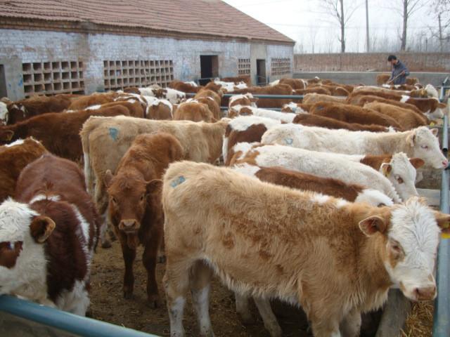 供应商丘哪里有卖牛犊的肉牛养殖