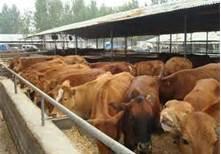 供应肉牛养殖价格