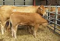 鲁西黄牛犊牛期饲养管理