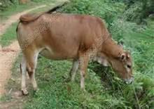 鲁西黄牛犊牛期饲养管理