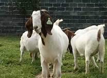 波尔山羊成年羊的快速育肥