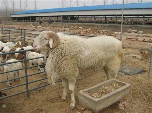 供应吉林肉用小尾寒羊养殖图片