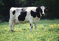 荷斯坦奶牛讲究喂法奶牛高产批发