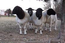 永宏牧业大量供应杜泊绵羊