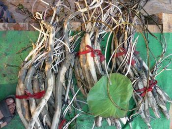 供应白洋淀芦苇荷花苗种植，野生白洋淀芦苇荷花苗种植。