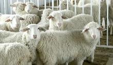 小尾寒羊种羊养殖总场供应小尾寒羊种羊养殖总场