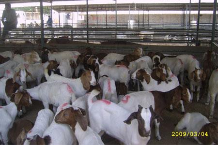 供应中国波尔山羊养殖业前景图片