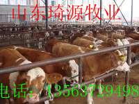 济宁市肉牛养殖场有哪些肉牛品种厂家